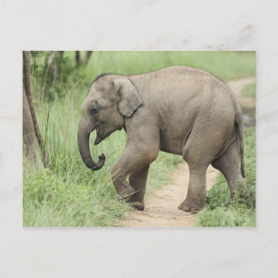 Baby Elephant folgt der Mutter, Corbett Postkarte