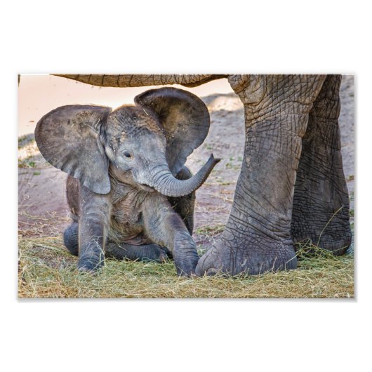 Baby Elephant Fotodruck (Vorne)