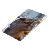 Baby Elephant Magnet (Linke Seite)
