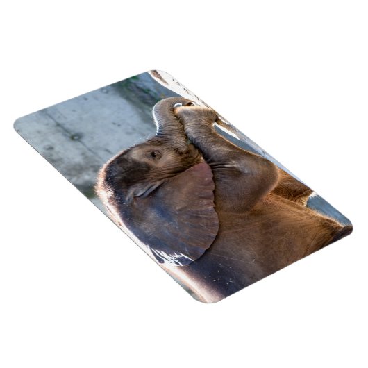 Baby Elephant Magnet (Rechte Seite)