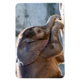 Baby Elephant Magnet