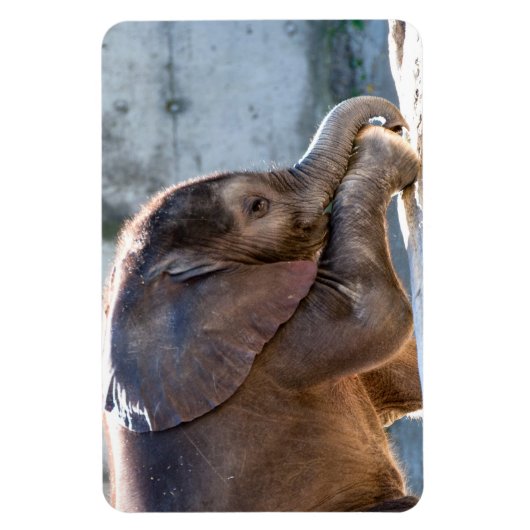 Baby Elephant Magnet (Vertikal)