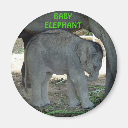 Baby Elephant Magnet (Vorne)