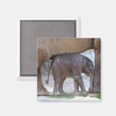 Baby Elephant Magnet (Vorderseite/Rückseite)