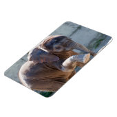 Baby Elephant Magnet (Linke Seite)