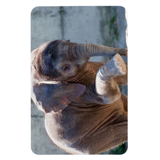 Baby Elephant Magnet (Vertikal)