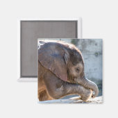 Baby Elephant Magnet (Vorderseite/Rückseite)