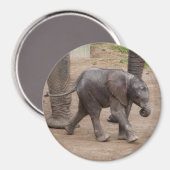 Baby Elephant Magnet (Vorderseite/Rückseite)