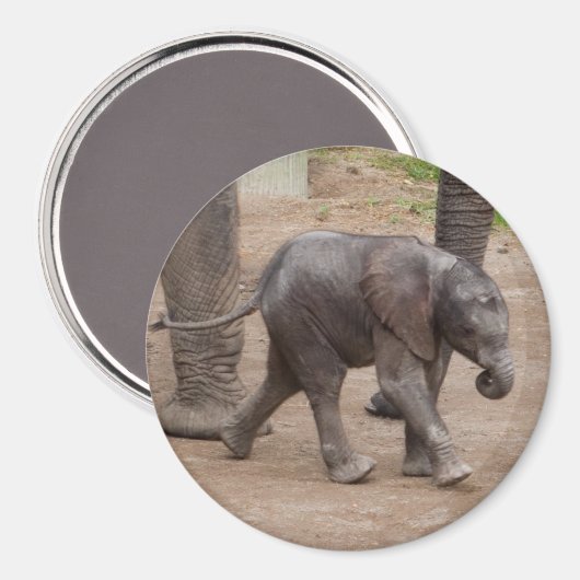 Baby Elephant Magnet (Vorderseite/Rückseite)