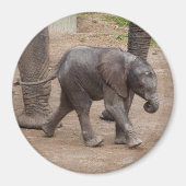 Baby Elephant Magnet (Vorne)