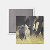 Baby Elephant Magnet (Vorderseite/Rückseite)