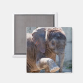 Baby Elephant Magnet (Vorderseite/Rückseite)