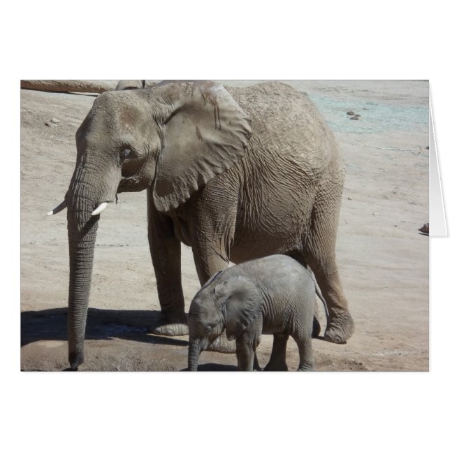 Baby Elephant mit Mommy (Vorderseite (Horizontal))