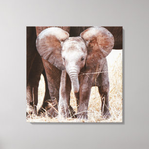 Baby Elephant Niedlicher afrikanischer Elefant mit Leinwanddruck