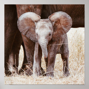 Baby Elephant Niedlicher afrikanischer Elefant mit Poster