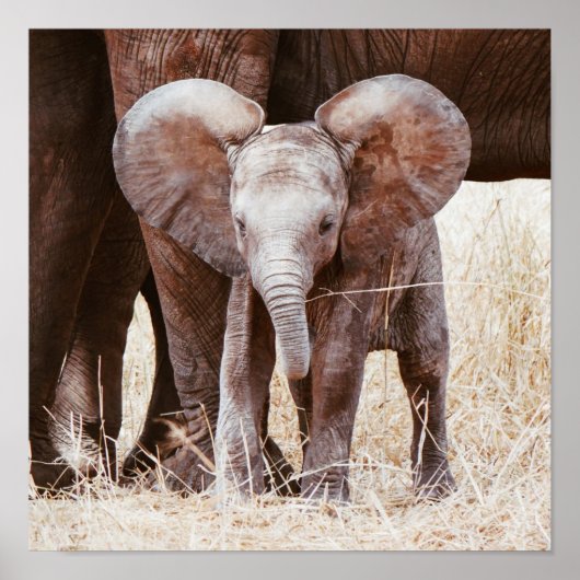 Baby Elephant Niedlicher afrikanischer Elefant mit Poster (Vorne)