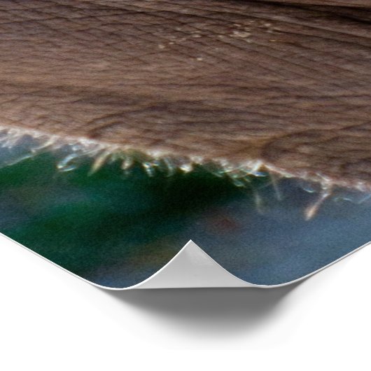 Baby Elephant Poster (Ecke)