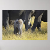 Baby Elephant Poster (Vorne)