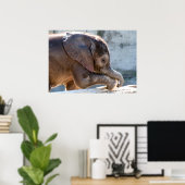 Baby Elephant Poster (Heimbüro)