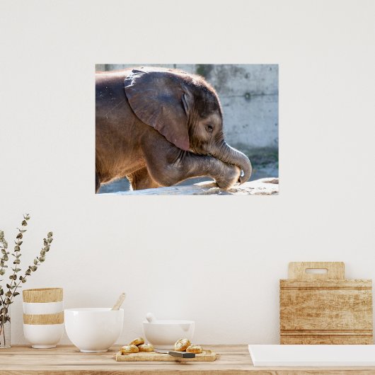Baby Elephant Poster (Küche)