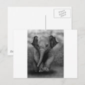 Baby Elephant Postkarte (Vorne/Hinten)
