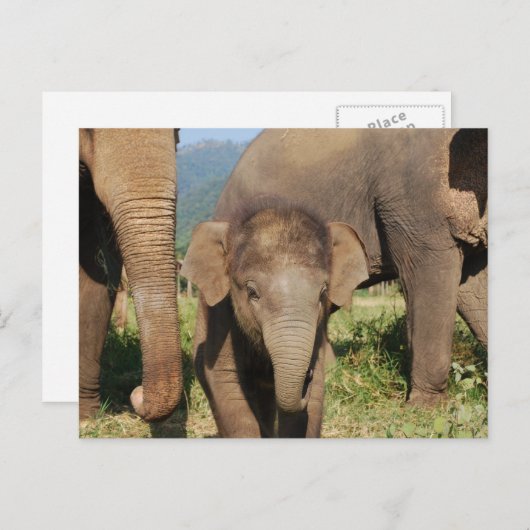 Baby Elephant Postkarte (Vorne/Hinten)