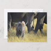 Baby Elephant Postkarte (Vorne/Hinten)
