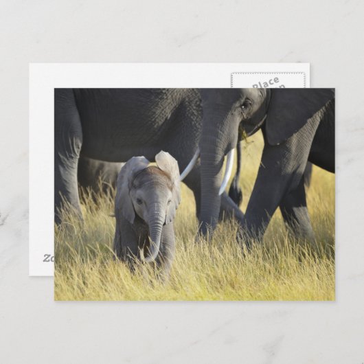 Baby Elephant Postkarte (Vorne/Hinten)