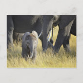 Baby Elephant Postkarte (Vorderseite)