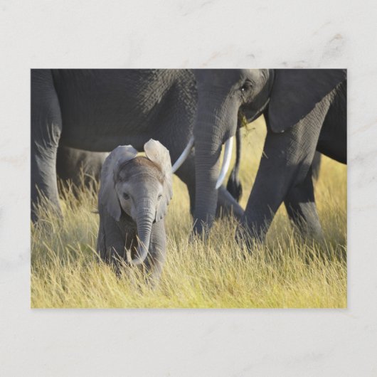 Baby Elephant Postkarte (Vorderseite)