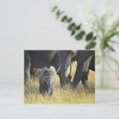 Baby Elephant Postkarte (Stehend Vorderseite)