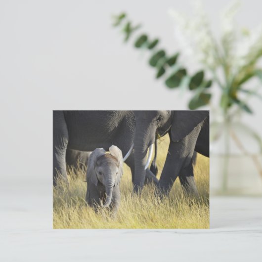 Baby Elephant Postkarte (Stehend Vorderseite)