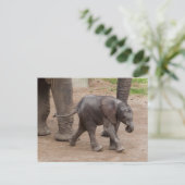 Baby Elephant Postkarte (Stehend Vorderseite)