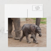 Baby Elephant Postkarte (Vorne/Hinten)