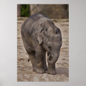 Baby Elephant Print Poster (Vorne)