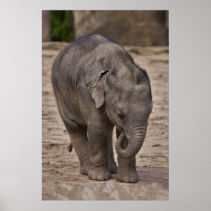 Baby Elephant Print Poster