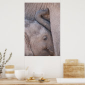 Baby Elephant Snuggles Poster (Küche)