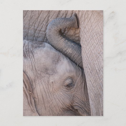 Baby Elephant Snuggles Postkarte (Vorderseite)