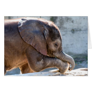 Baby Elephant spielen