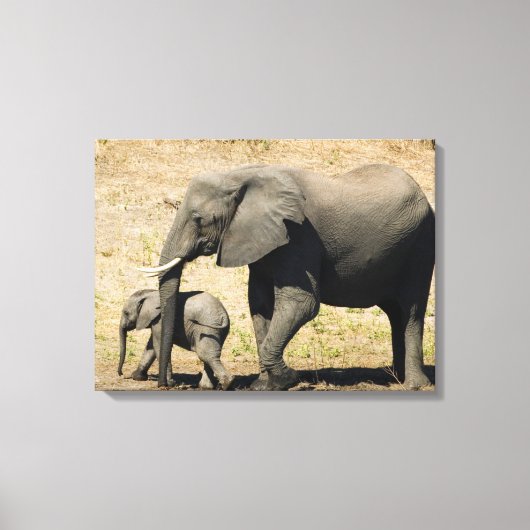 Baby Elephant und Mutter Leinwanddruck (Vorderseite)