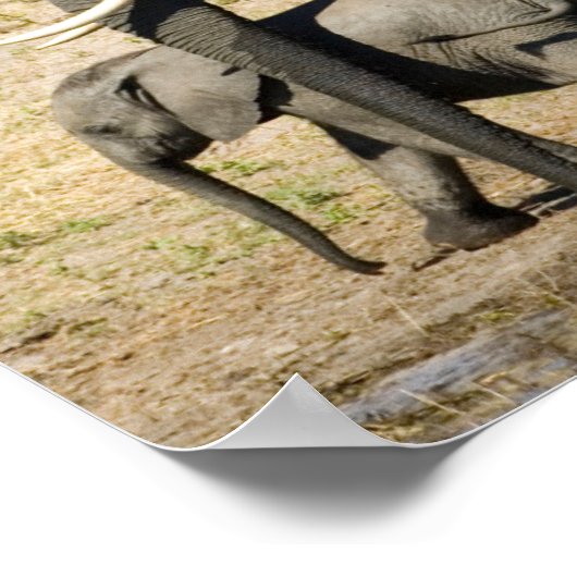 Baby Elephant und Mutter Poster (Ecke)