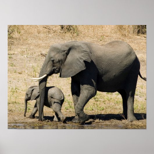 Baby Elephant und Mutter Poster (Vorne)