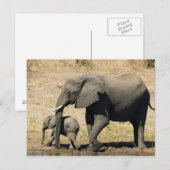 Baby Elephant und Mutter Postkarte (Vorne/Hinten)
