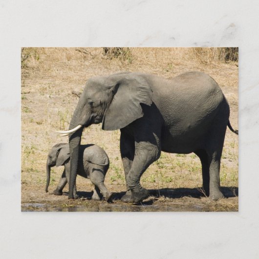 Baby Elephant und Mutter Postkarte (Vorderseite)