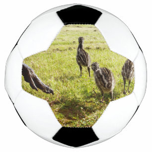 Baby Emu Chicks und Big Foot, Fußball