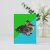 Baby Enten auf Grass Green und Sky Blue Postkarte (Stehend Vorderseite)
