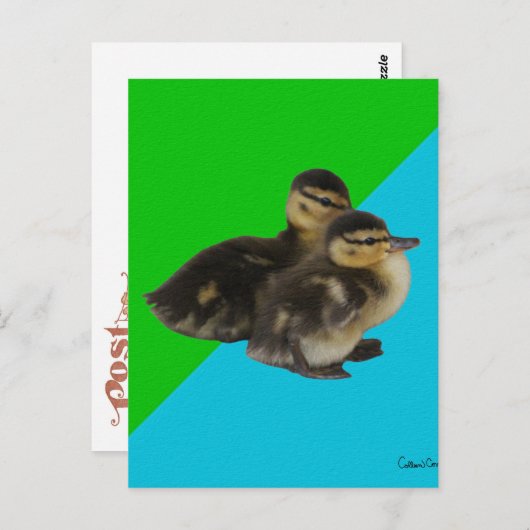 Baby Enten auf Grass Green und Sky Blue Postkarte (Vorne/Hinten)
