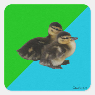 Baby-Enten auf grünem Gras und blauem Himmel Quadratischer Aufkleber