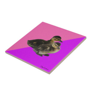 Baby-Enten auf rosa Himbeere und violetter Sorbet Fliese