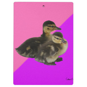 Baby-Enten auf rosa Himbeere und violetter Sorbet Klemmbrett